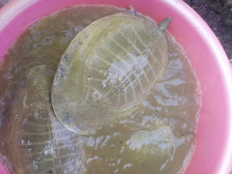 出售2到5斤黄沙鳖