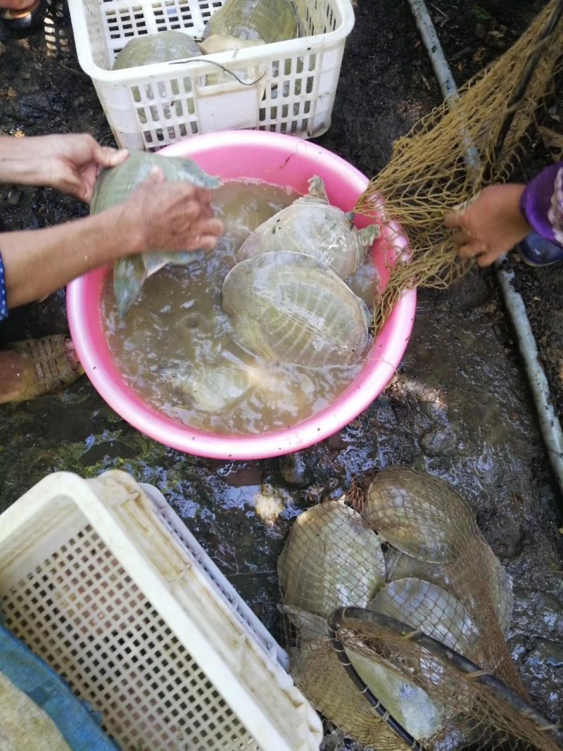 出售2到5斤黄沙鳖
