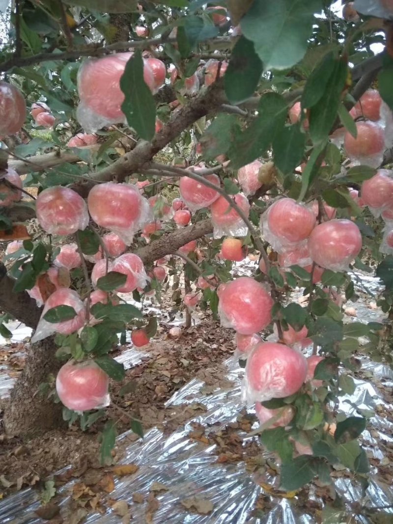 红富士苹果膜袋口感好