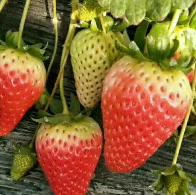 美国甜查理草莓