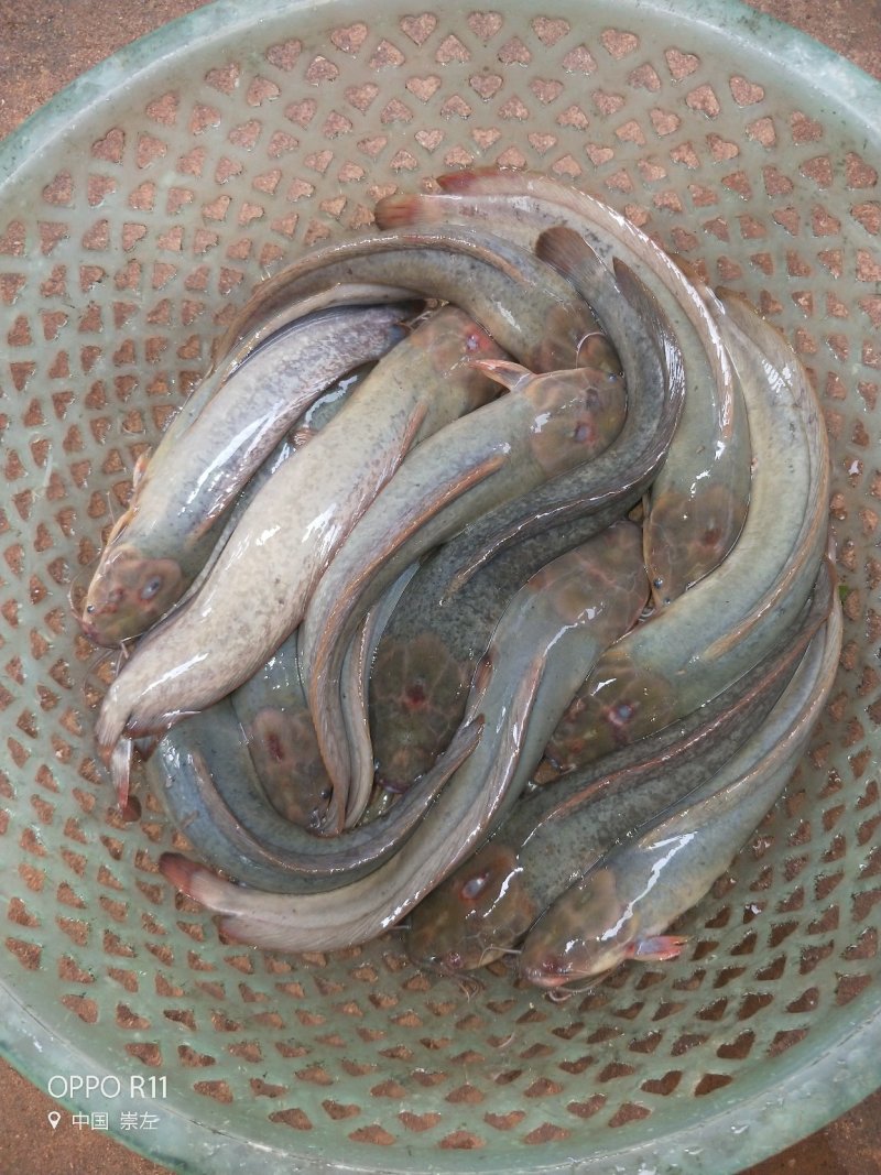 本地塘角鱼2.5-5两