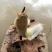 本地塘角鱼2.5-5两