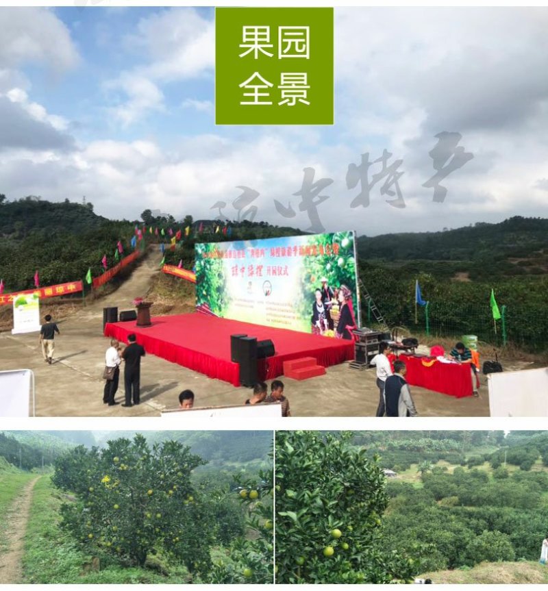 海南正宗琼中绿橙10斤皮薄多汁官方授权果园新鲜现摘现发