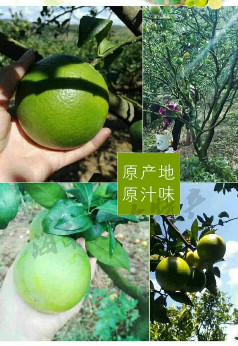 海南正宗琼中绿橙10斤皮薄多汁官方授权果园新鲜现摘现发