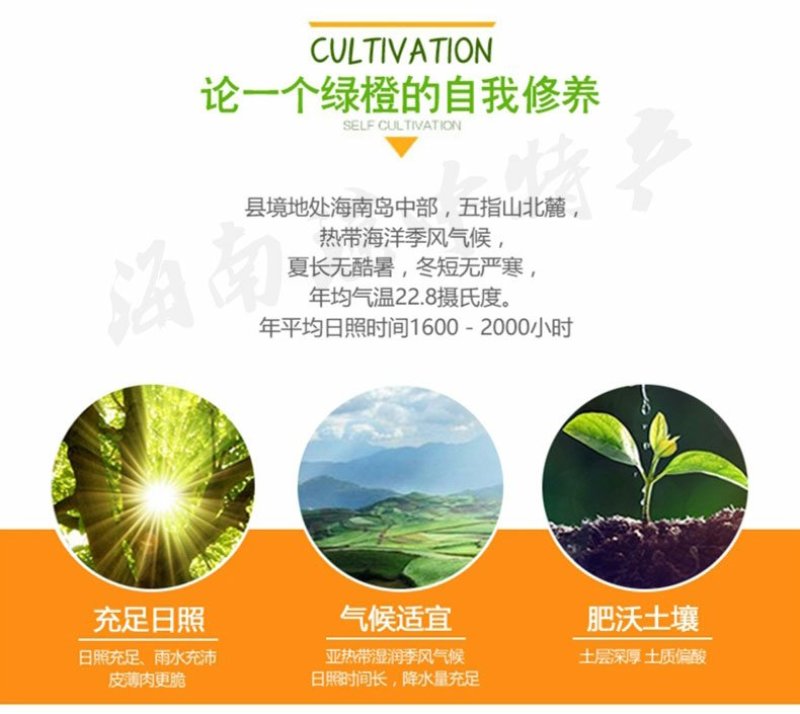 海南正宗琼中绿橙10斤皮薄多汁官方授权果园新鲜现摘现发
