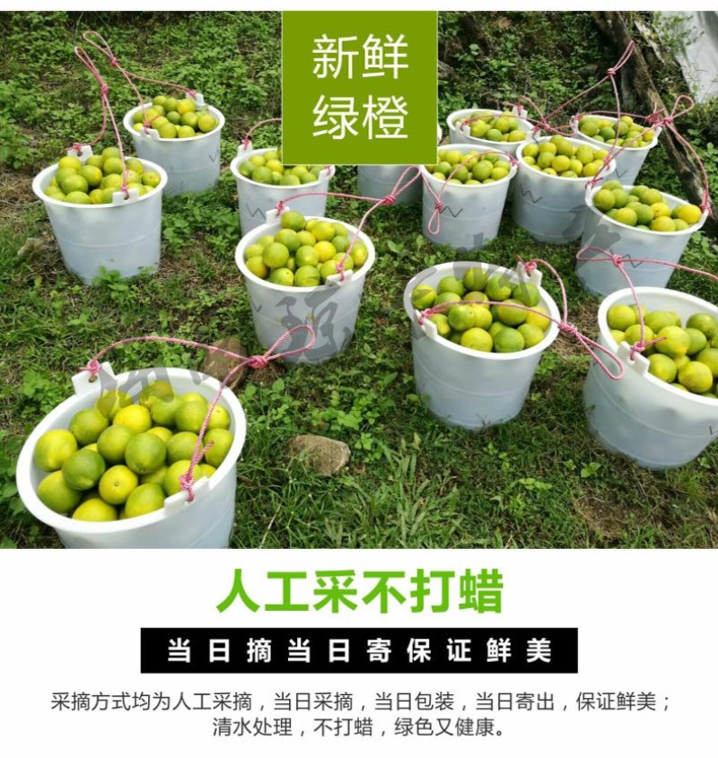 海南正宗琼中绿橙10斤皮薄多汁官方授权果园新鲜现摘现发