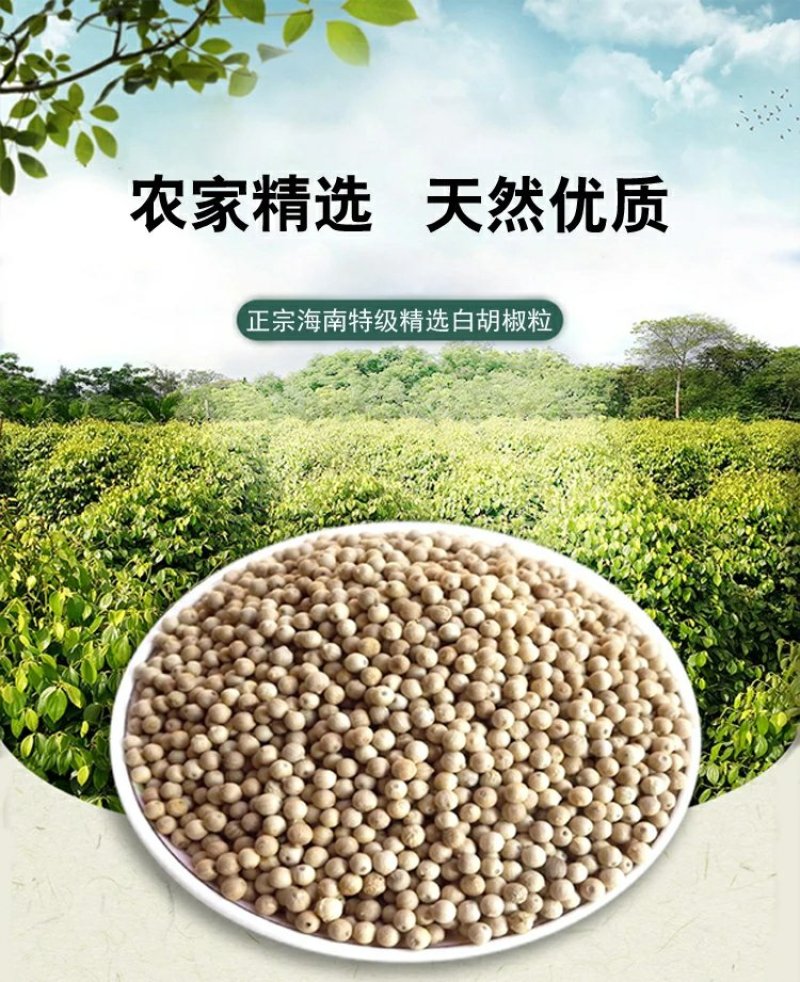 包邮正宗海南特级精选白胡椒粒500g农家白胡椒粉调料散装