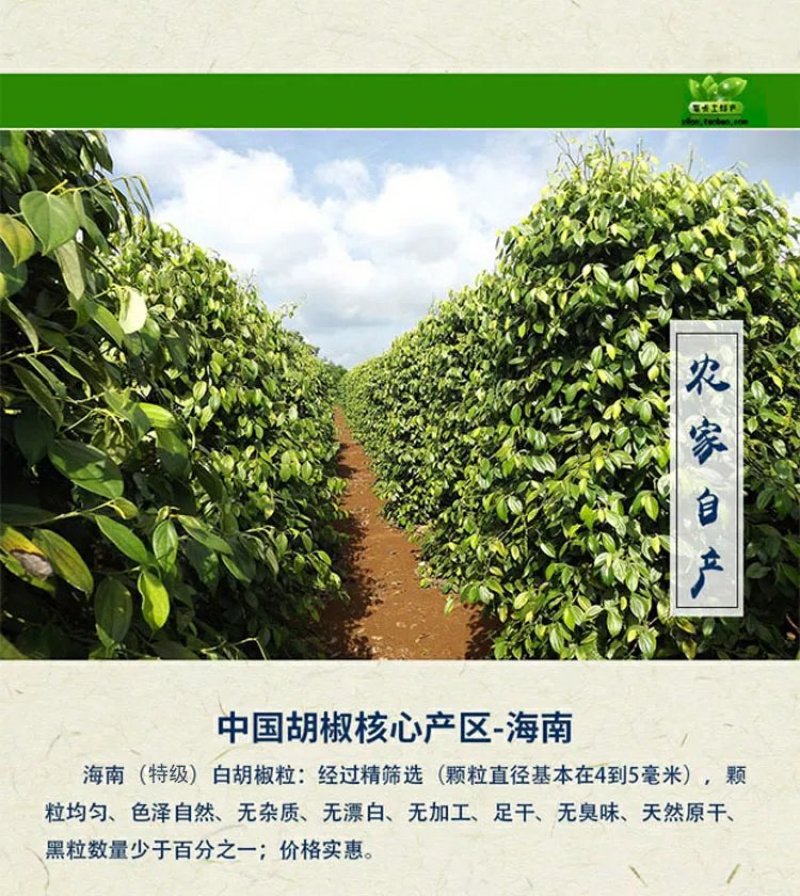 包邮正宗海南特级精选白胡椒粒500g农家白胡椒粉调料散装
