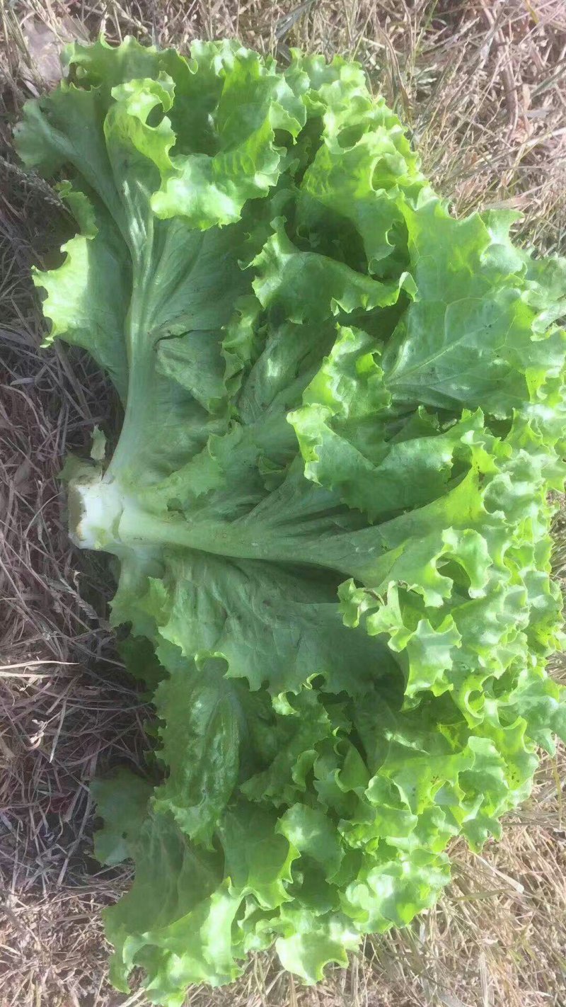 散叶生菜，单颗重8~1.2，黄绿叶均有，欢迎致电