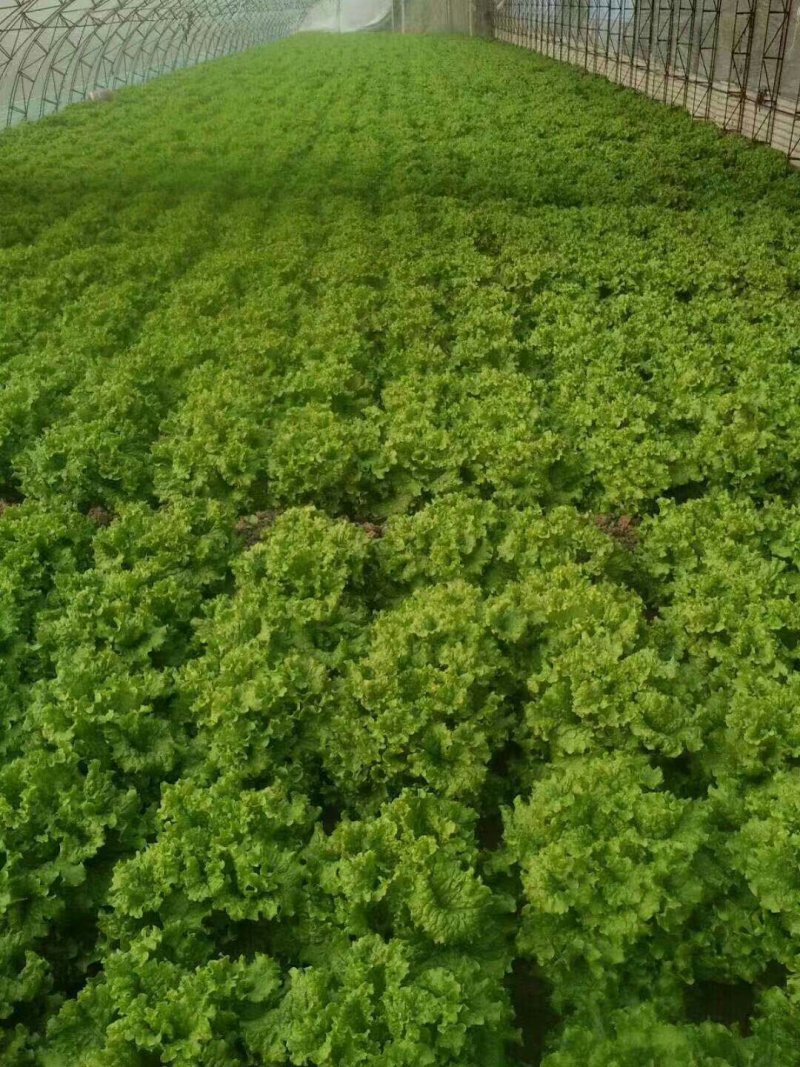 散叶生菜，单颗重8~1.2，黄绿叶均有，欢迎致电