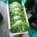 精品苦菊，大量上市，产地直销