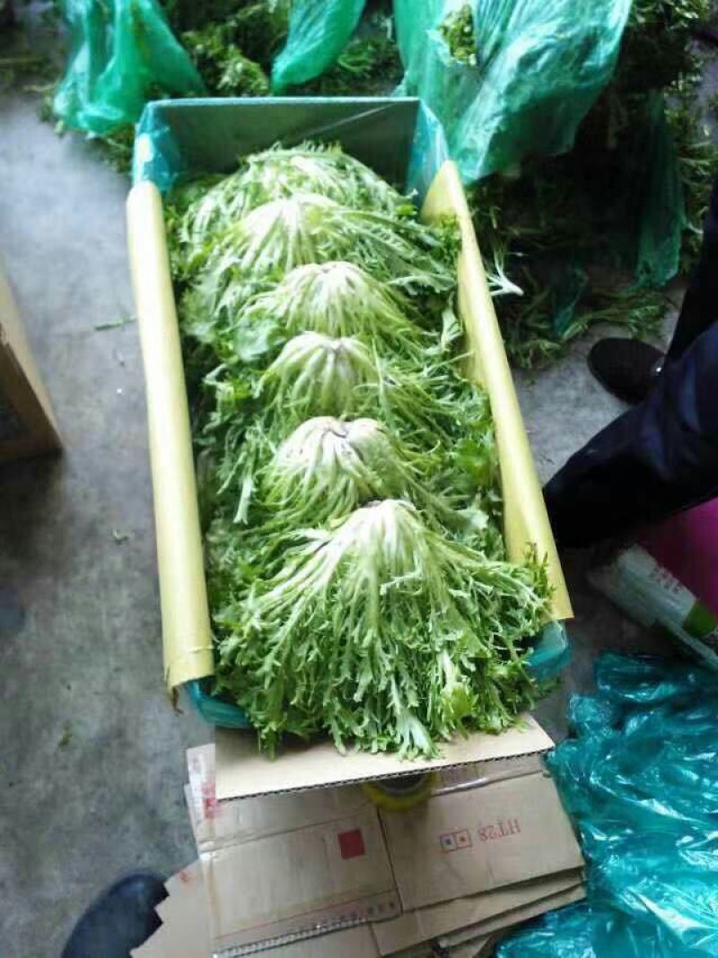 精品苦菊，大量上市，产地直销