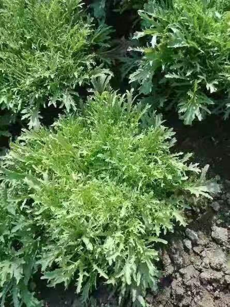 精品苦菊，大量上市，产地直销