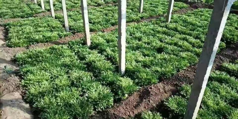 精品苦菊，大量上市，产地直销