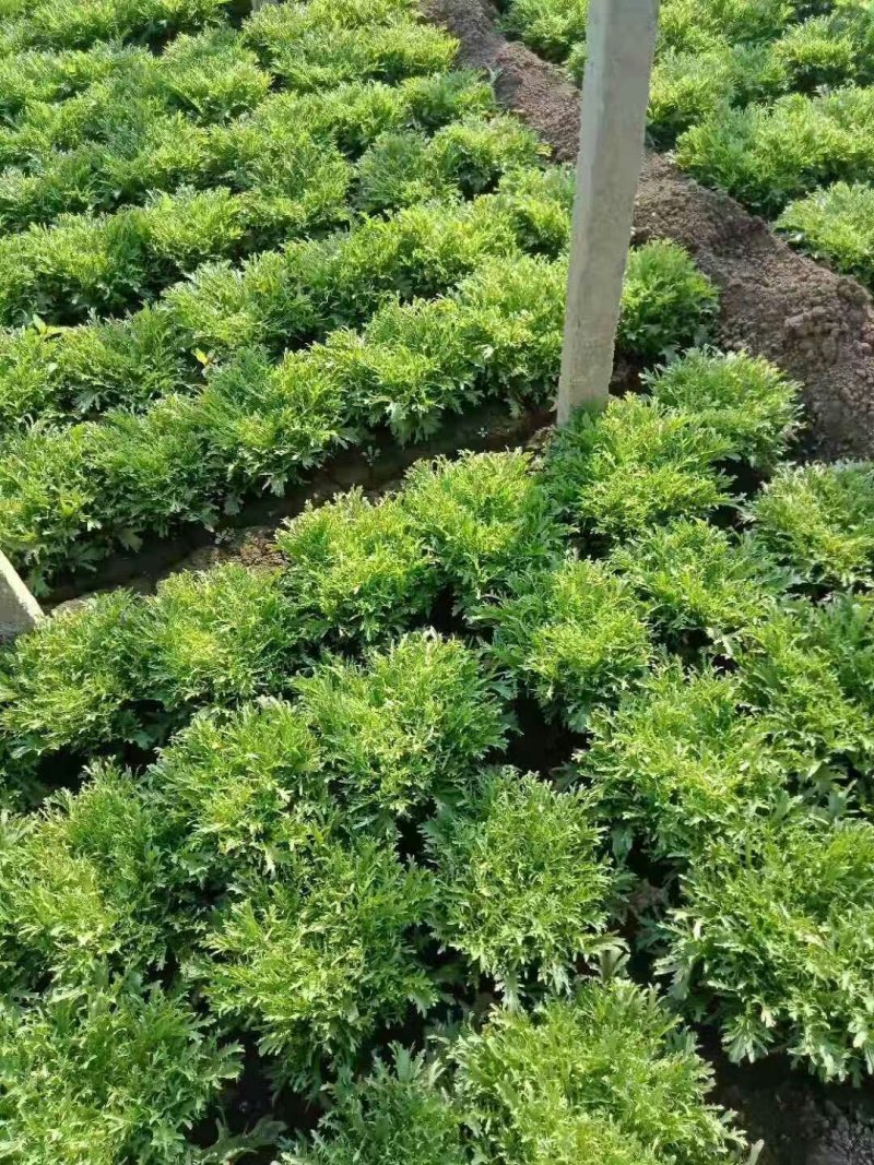 精品苦菊，大量上市，产地直销