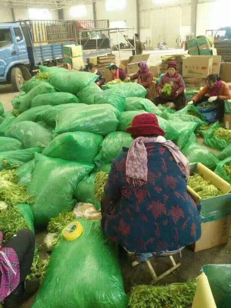 精品苦菊，大量上市，产地直销
