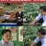 小果海南澄迈桥头富硒地瓜板栗番薯新鲜农家自种小香红薯沙地