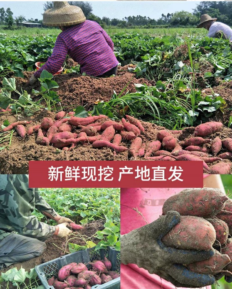 小果海南澄迈桥头富硒地瓜板栗番薯新鲜农家自种小香红薯沙地