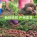 小果海南澄迈桥头富硒地瓜板栗番薯新鲜农家自种小香红薯沙地