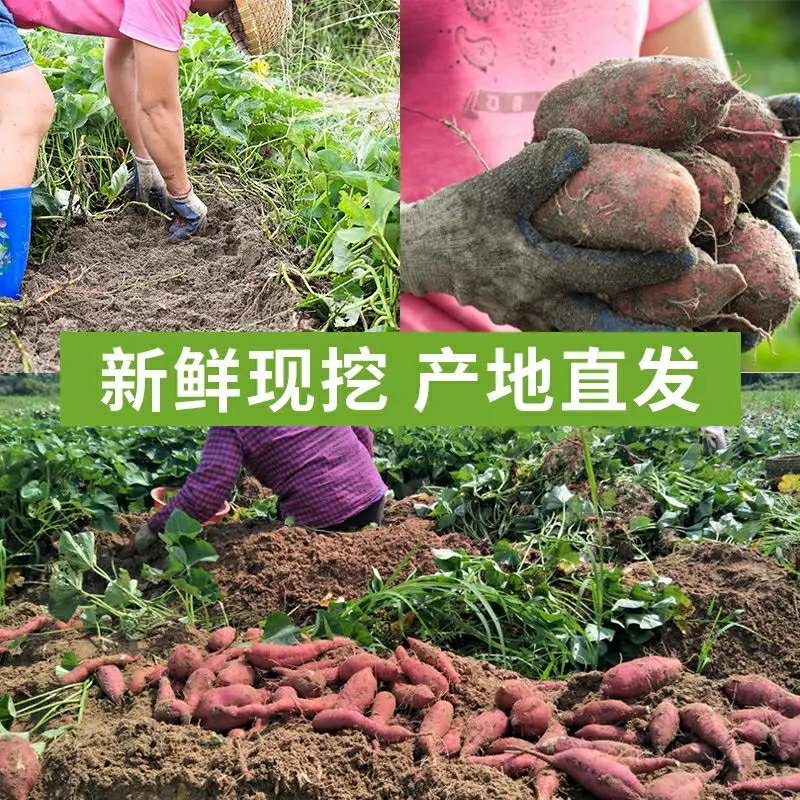 小果海南澄迈桥头富硒地瓜板栗番薯新鲜农家自种小香红薯沙地
