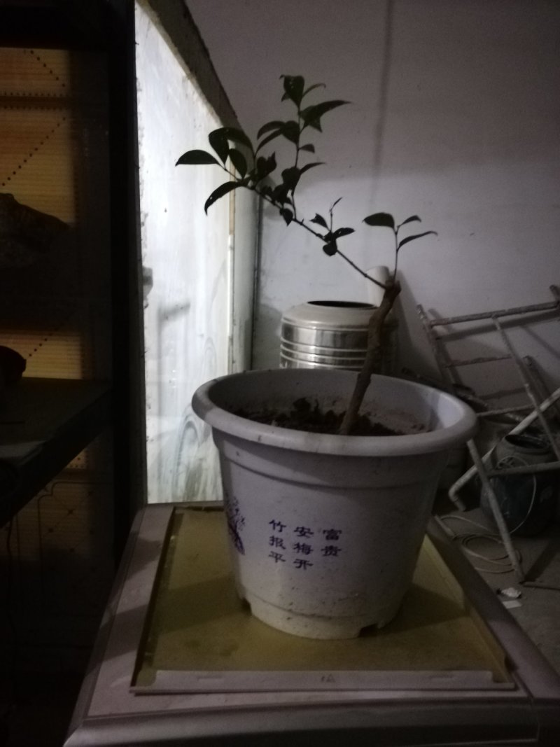 女贞盆景