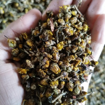 野生干菊花