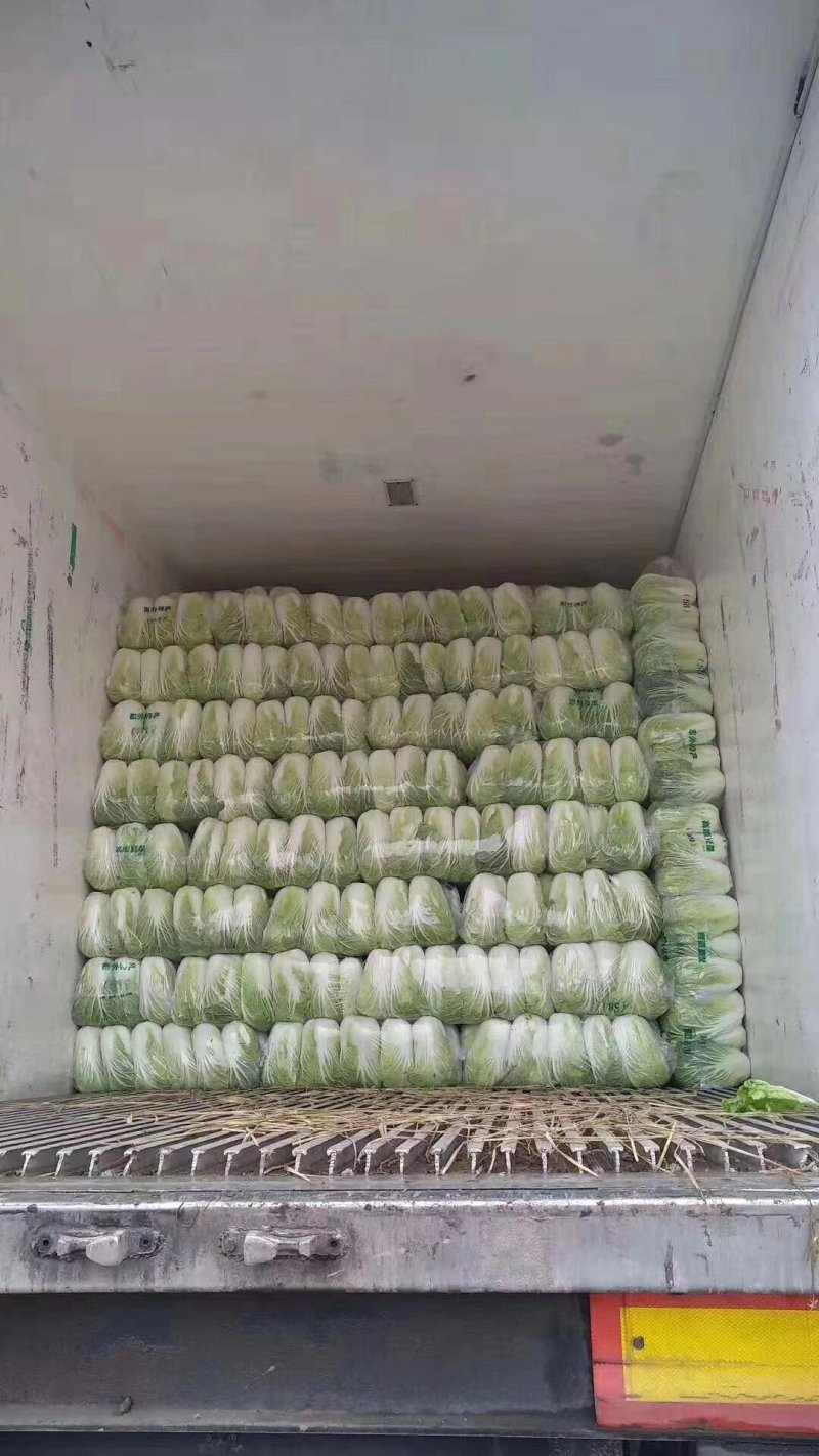 精品黄心菜白菜大量上市，欢迎各地市场，欢迎采购