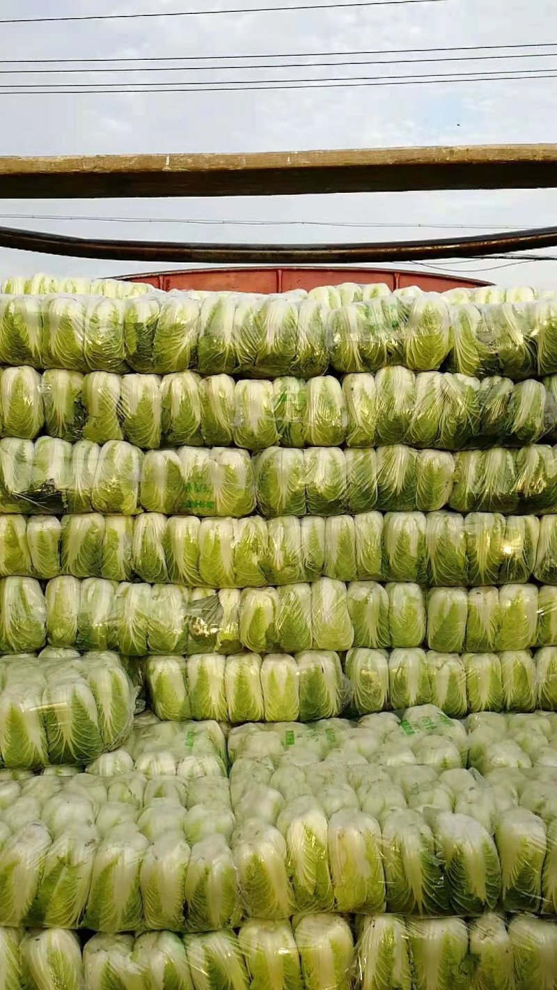 青杂三号白菜大量上市，适合各地市场，欢迎采购！！