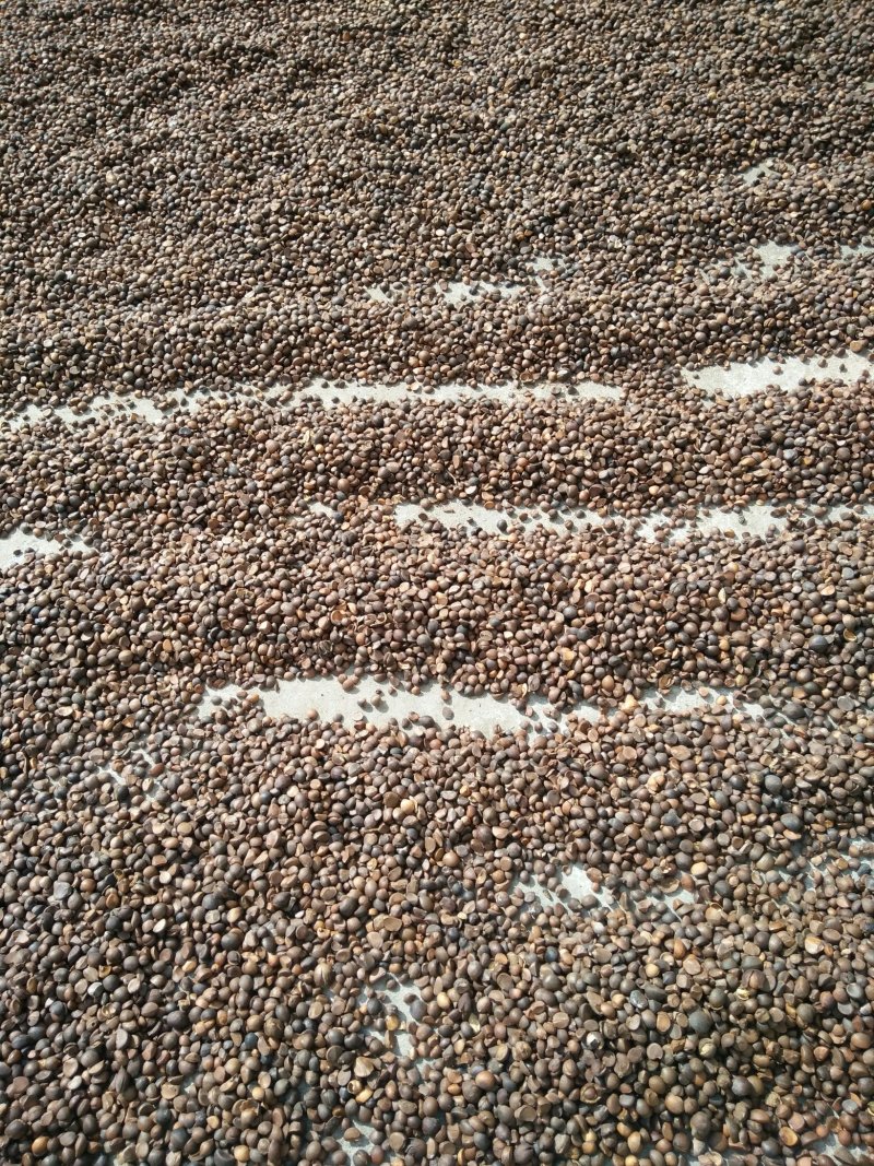 干油茶籽