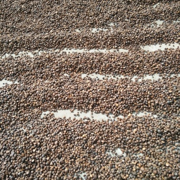 干油茶籽