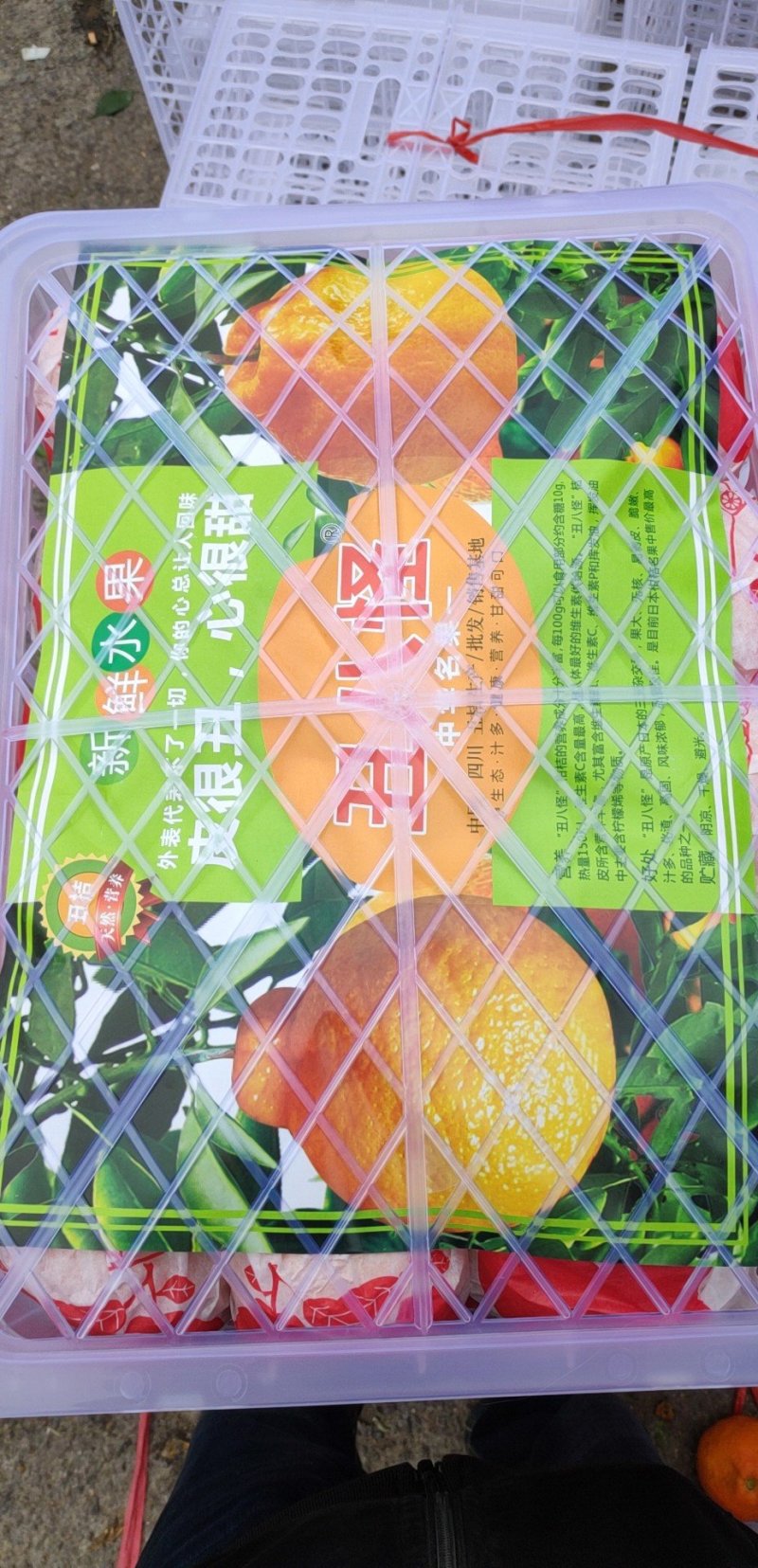 蜜桔，柑桔，蜜橘，宫川蜜桔，大丰特早熟。大汾，涌泉黄岩