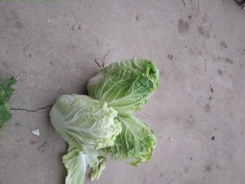 娃