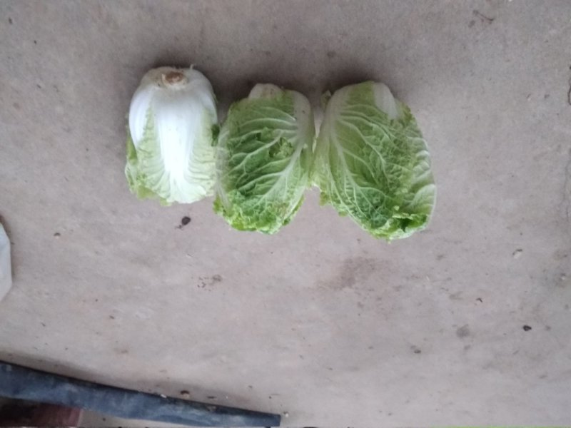 娃