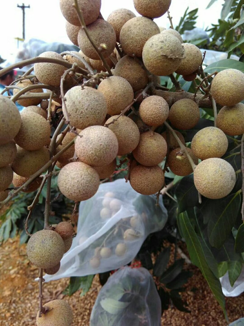 四季龙眼，番石榴苗