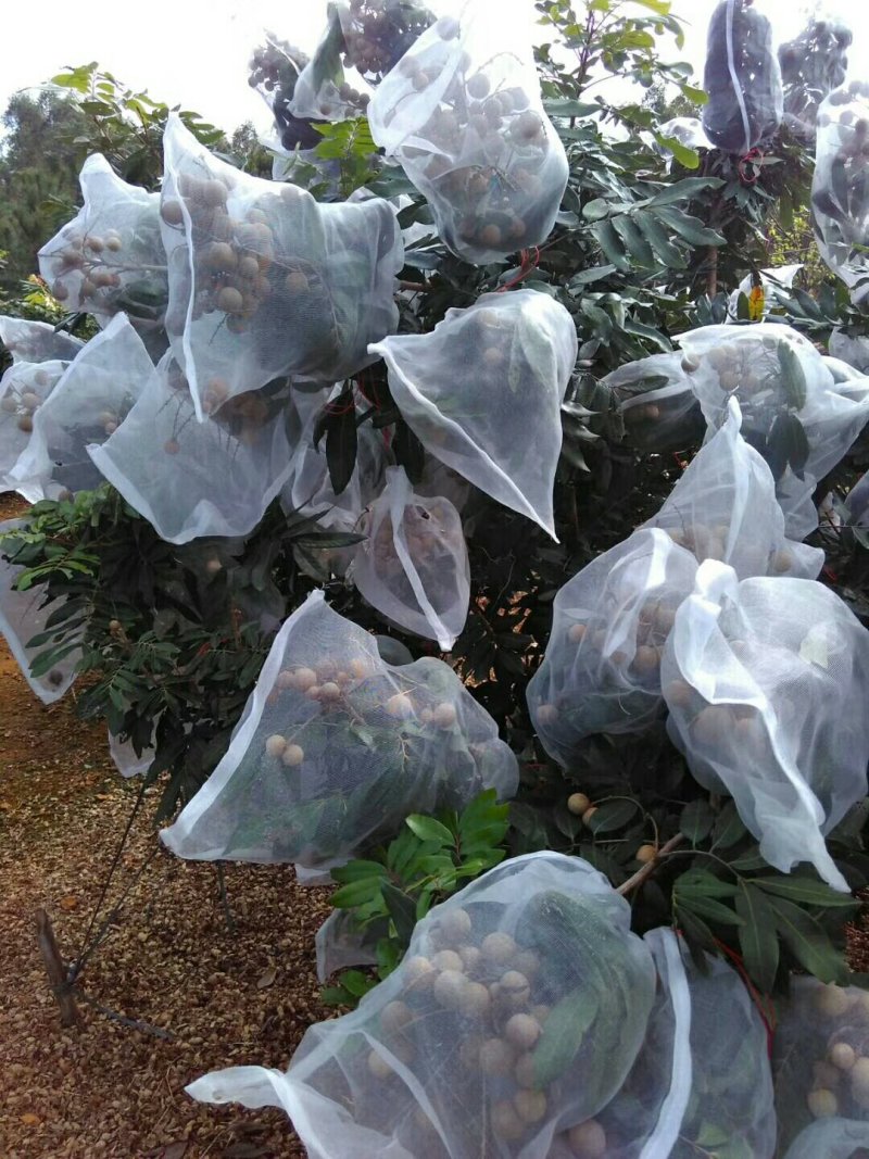 四季龙眼，番石榴苗