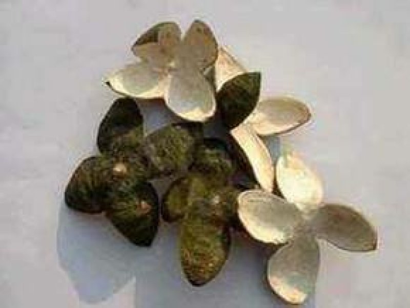 四花青皮