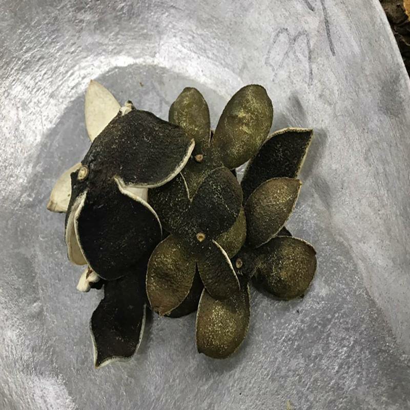 四花青皮