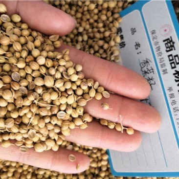 香菜籽入药用