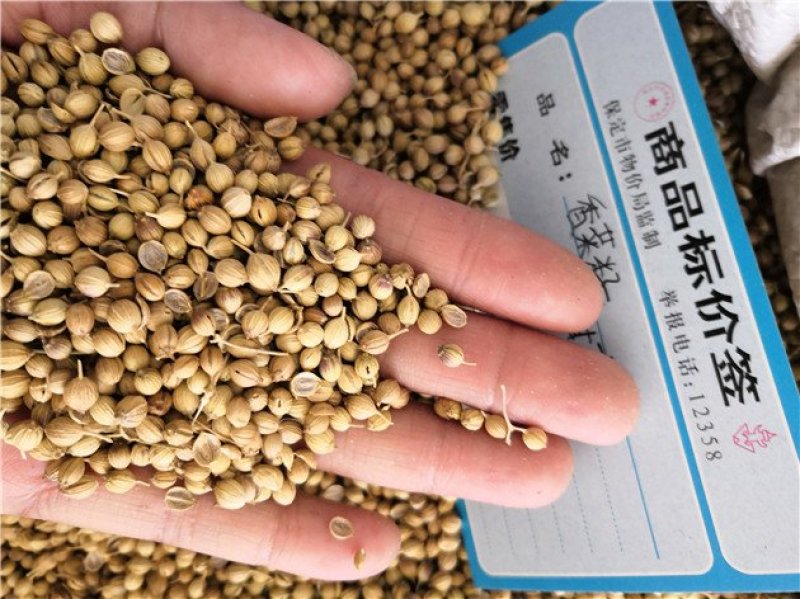 香菜籽入药用