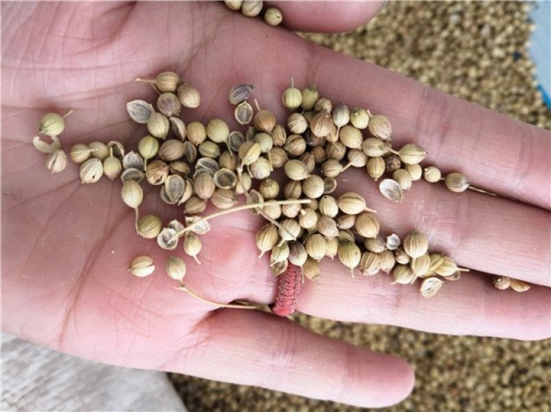 香菜籽入药用