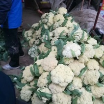 菜花量大价格便宜代发全国有要的抓紧联系一五八五六二四四五