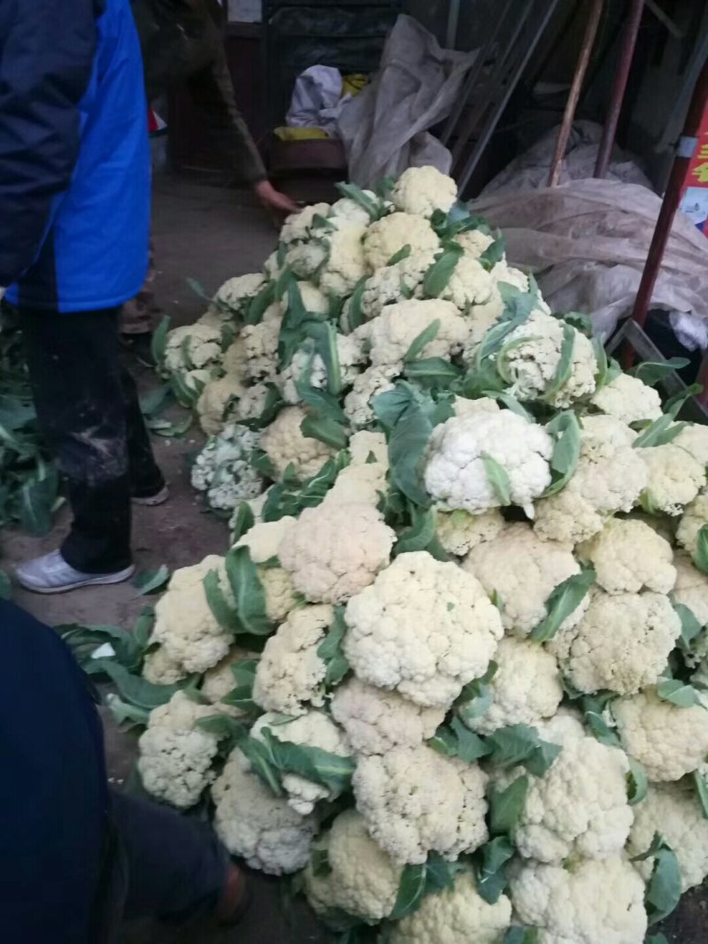 菜花量大价格便宜代发全国有要的抓紧联系一五八五六二四四五
