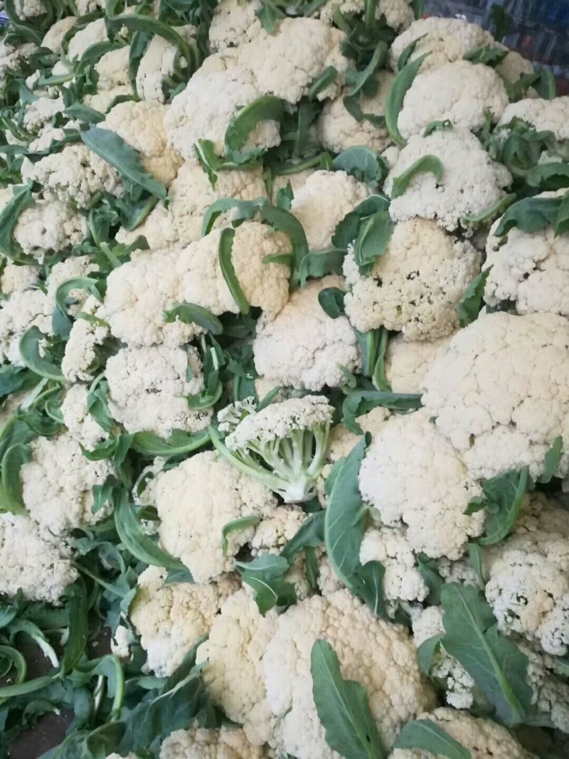 菜花量大价格便宜代发全国有要的抓紧联系一五八五六二四四五