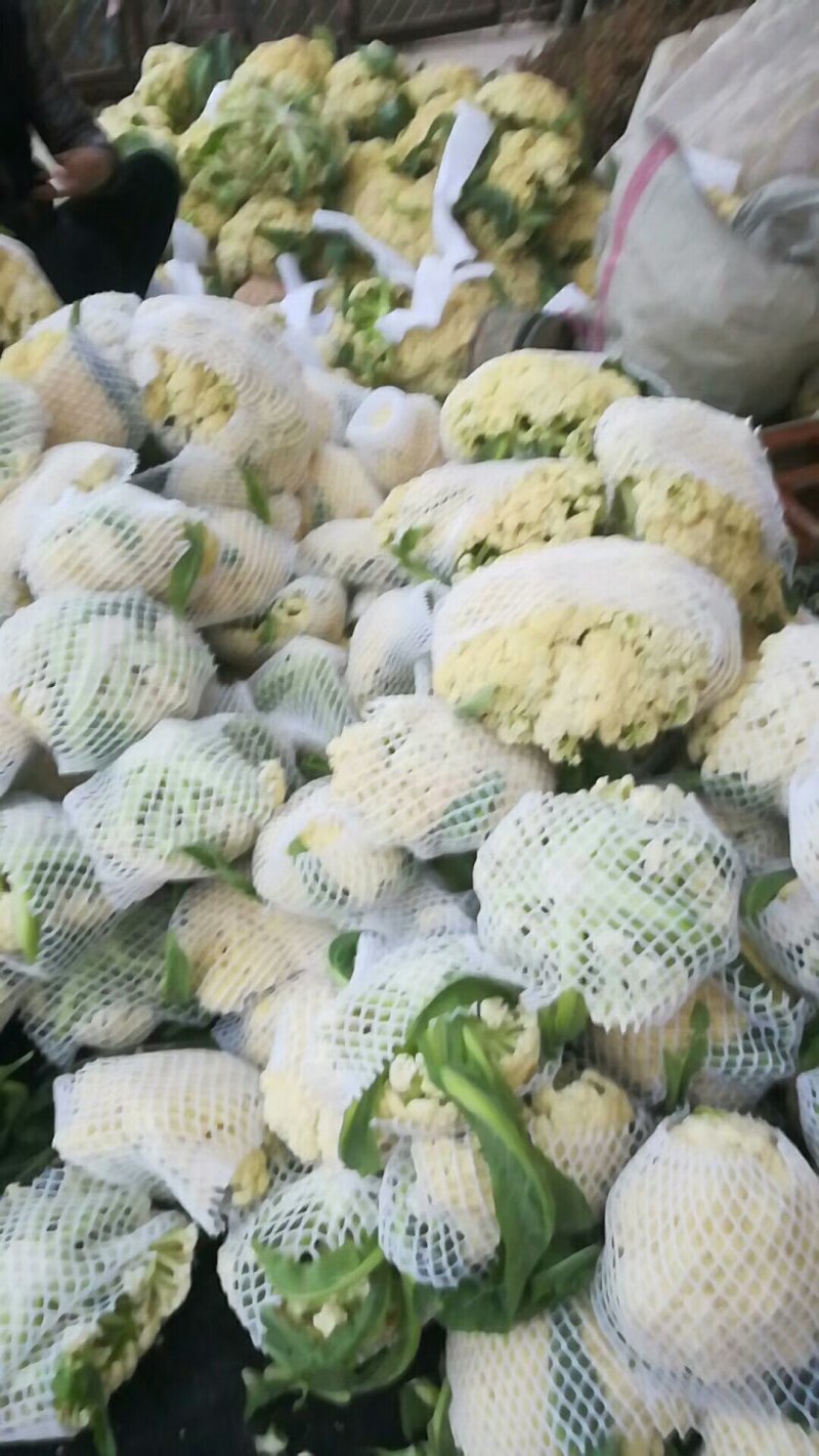 菜花量大价格便宜代发全国有要的抓紧联系一五八五六二四四五