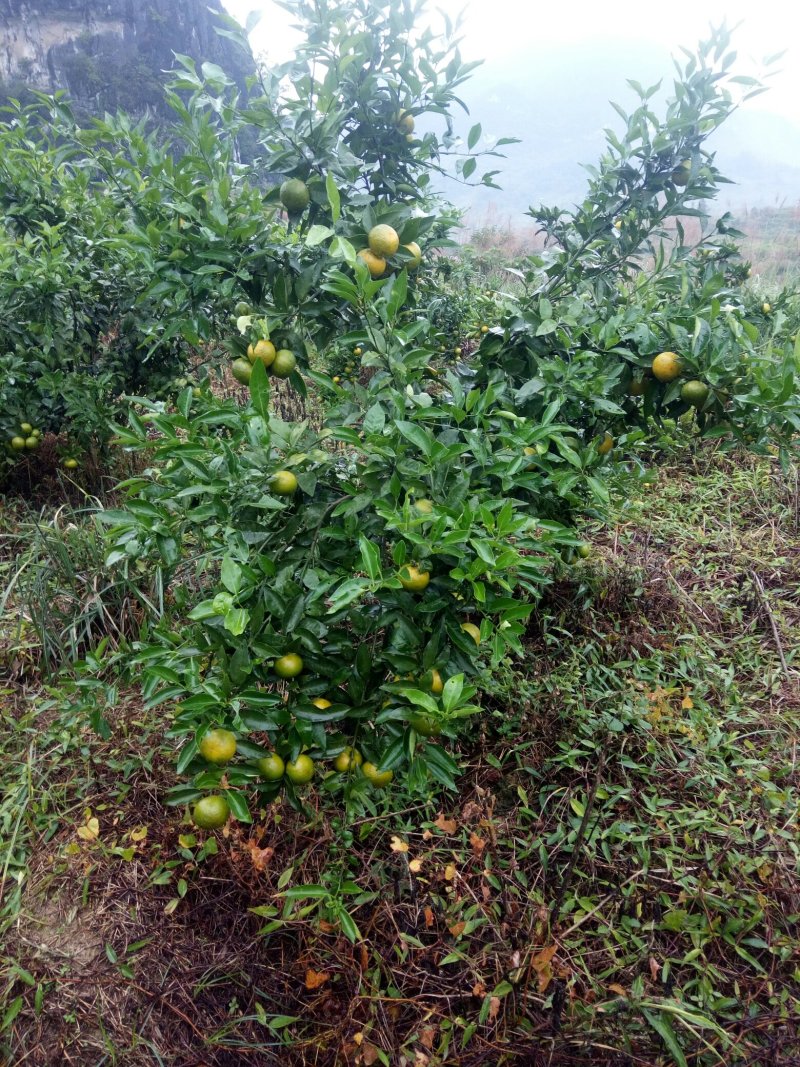 沃柑