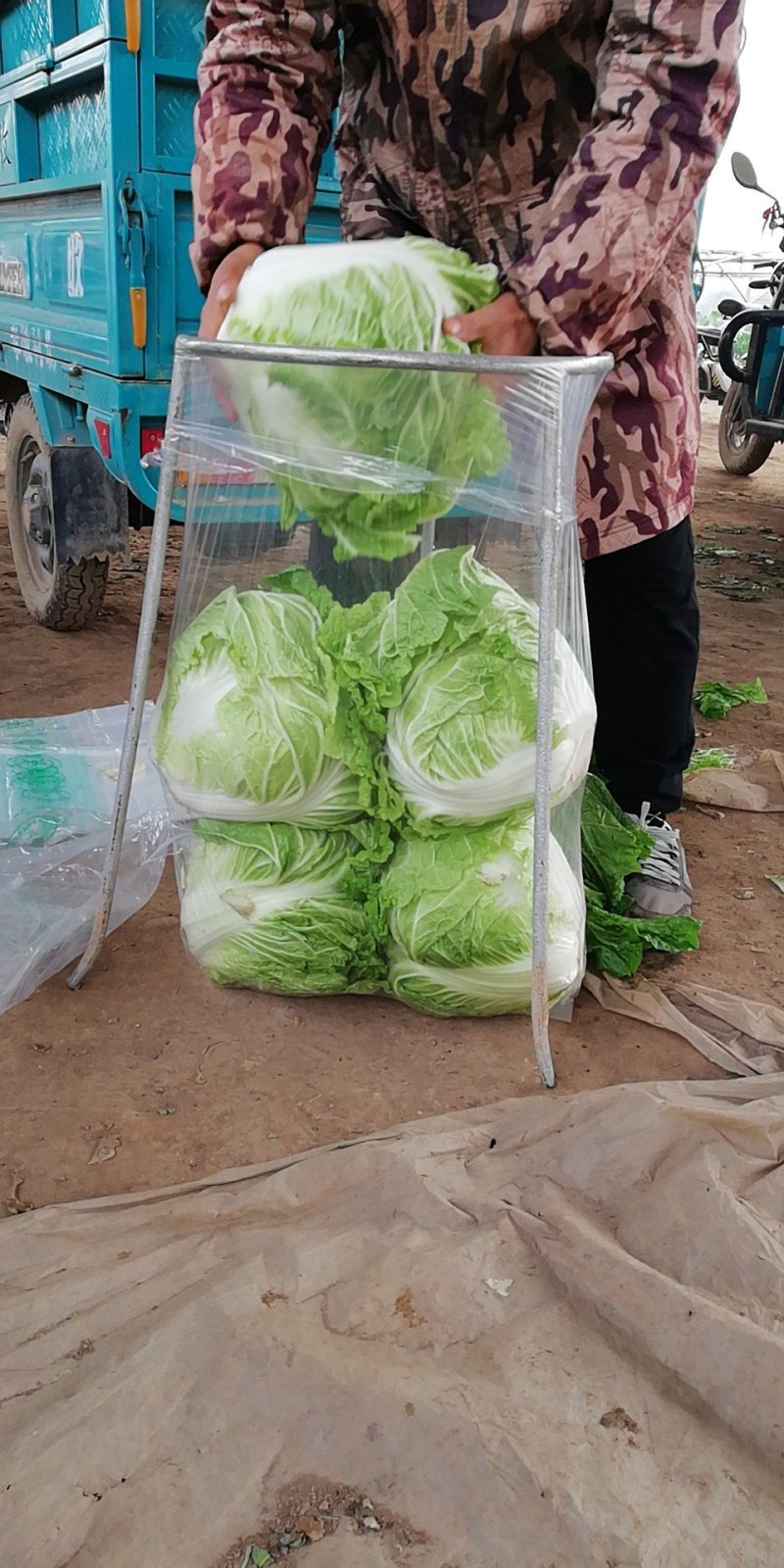 大白菜，秦白2号