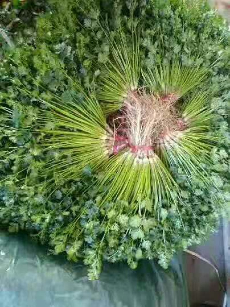 安丘铁杆青香菜冷库香菜大量低价供应可加工高矮规格多样