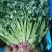 安丘铁杆青香菜冷库香菜大量低价供应可加工高矮规格多样
