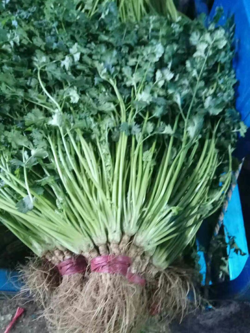 安丘铁杆青香菜冷库香菜大量低价供应可加工高矮规格多样