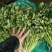 安丘铁杆青香菜冷库香菜大量低价供应可加工高矮规格多样
